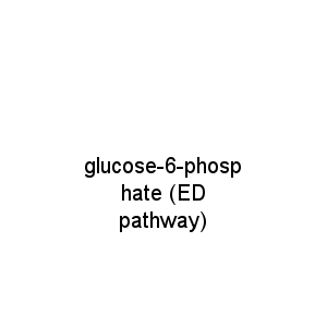 glucose-6-phosphate (ED pathway)
